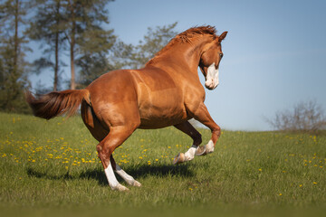 Beautiful red horse galloping in the meadow