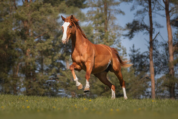 Obraz premium Beautiful red horse galloping in the meadow