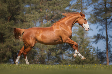 Beautiful red horse galloping in the meadow