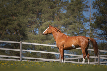 Obraz premium Beautiful red horse galloping in the meadow