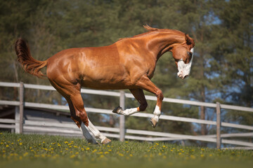 Beautiful red horse galloping in the meadow