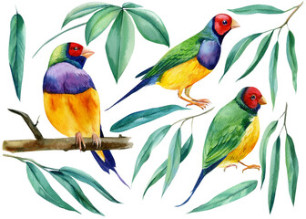 Eucalyptus branch and tropical birds. Amadines watercolor illustration. Australia amadina bird