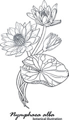 Floral vector wreath with lily flowers. Graphic flowers. Water lily.