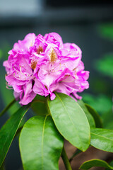
Rhododendron 'Minnetonka' bush blooming in spring with selective focus and extreme blurred background.