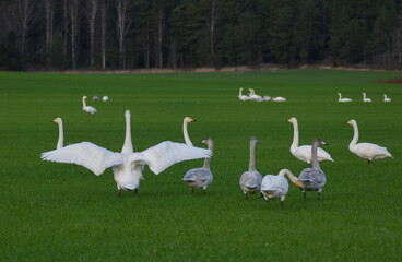 Swans on the field in the fall