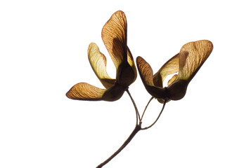 Acer pseudoplatanus, sycamore tree seeds, Isolated on white.