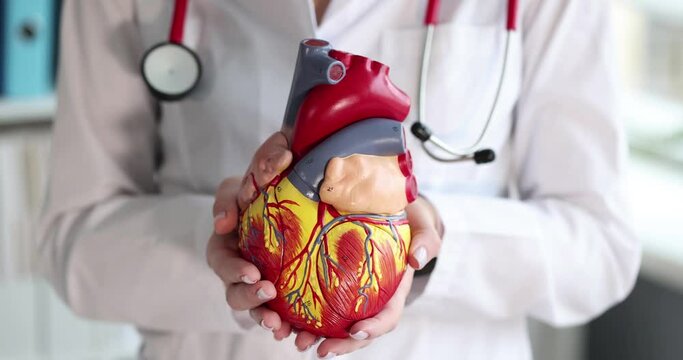 Doctor holding artificial heart model in clinic closeup 4k movie slow motion