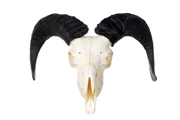 Ram skull with horns isolated on white. Big black twisted horns. Head of a dead animal. Satanic...