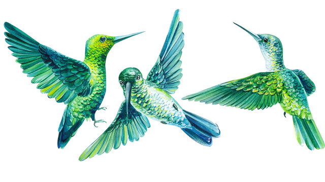 Watercolor hummingbirds. Set of tropical birds on an isolated white background, Trendy print.