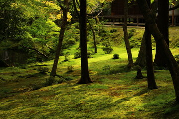 ジョブズの愛した苔寺