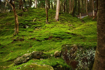 ジョブズの愛した苔寺