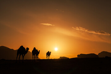 Fototapeta na wymiar Silhouettes of camels walking across the desert towards sunrise.