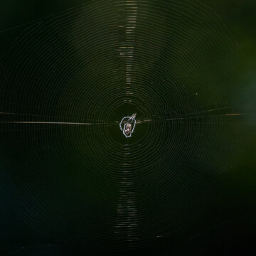 Spiral Web