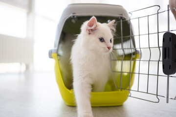 Adorable ragdoll cat with beautiful blue eyes goes out from carrying basket for transportation and...