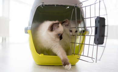 Two adorable ragdoll cats with beautiful blue eyes sitting inside of carrying for transportation. Pair of lovely purebred feline pet in basket on white background
