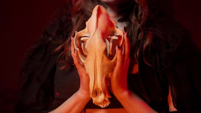brunette woman with manicure with black nails raises the skull of a wolf with teeth, fangs. Halloween Image of the Sorceress Calavera. Close-up.