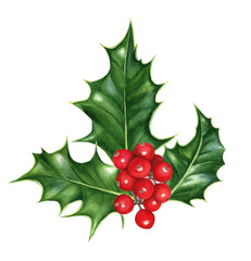 Watercolor illustration Christmas composition of holly leaves and berries