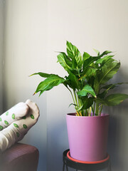 Descanso en casa con planta en sofá