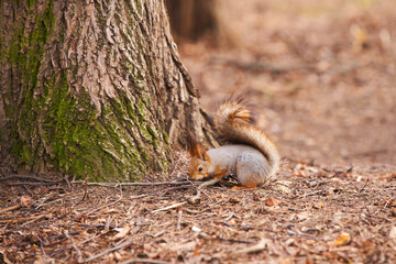 Grey squirrel feeding in the park