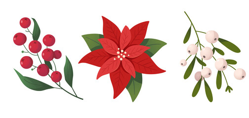 Isolated vector images of plants and flowers used as decorations at Christmas season. Vivid floral  seasonal ornaments - obrazy, fototapety, plakaty