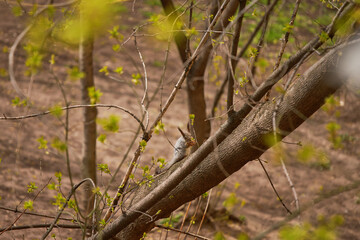 Grey squirrel feeding in the park