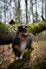 Sheltie dog on a tree