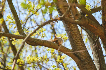 A squirrel is hanging on a tree trunk