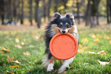 dog plays in the park