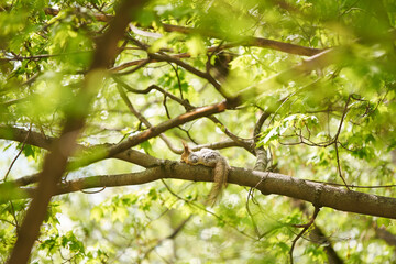 Tired squirrel sleeping down on the branch.