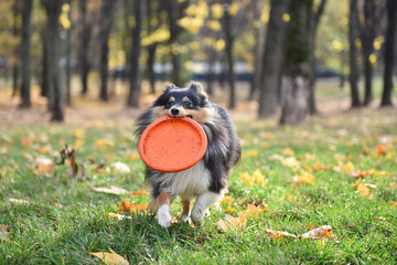 dog in the park