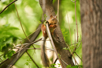 Red squirrel feeding in the park