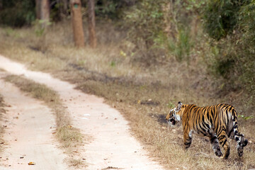 The Bengal tiger, also known as the Royal Bengal tiger