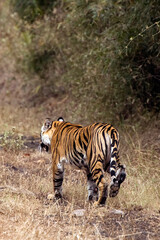 The Bengal tiger, also known as the Royal Bengal tiger