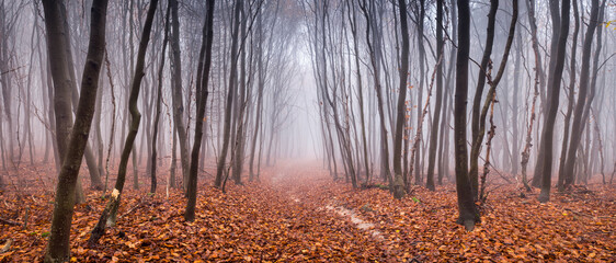 Gloomy autumn forest with fog