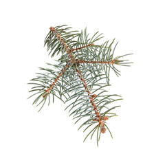 branch of pine tree