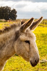 Burro