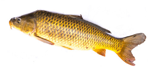 Close-up large common carp fish isolated on white background freshwater European carp (Cyprinus carpio)