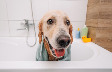 Adorable golden retriever dog sitting in the bath wearing towel and looking back. Process of...