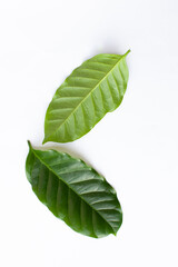 観葉植物「コーヒーの木」の葉