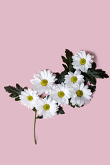 Festive flower composition of large daisies on a pink background.