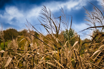 Autumn warm colored leaves, fields and wetlands near Vejle city in Denmark