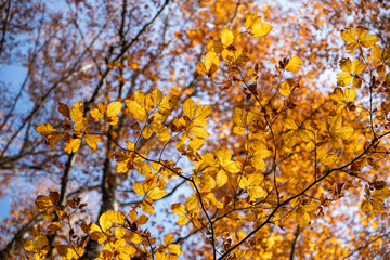 Autumn forest leaves on tree