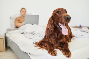 Portrait of long haired dog laying on bed and looking at camera with woman using laptop in background, copy space