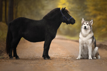 Fototapeta premium Little pony and big dog