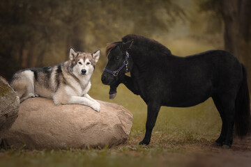 Little pony and big dog
