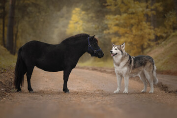 Little pony and big dog