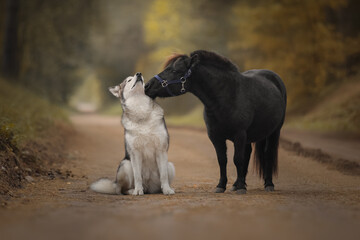 Little pony and big dog