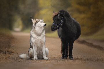 Little pony and big dog