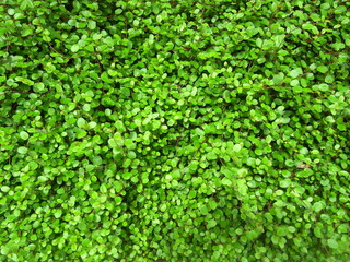 Obraz premium 花壇のワイヤープランツ