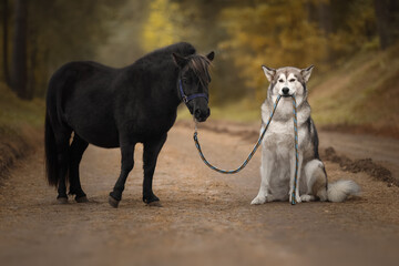 Little pony and big dog